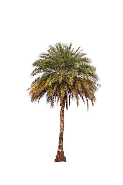 Palm isolated on white