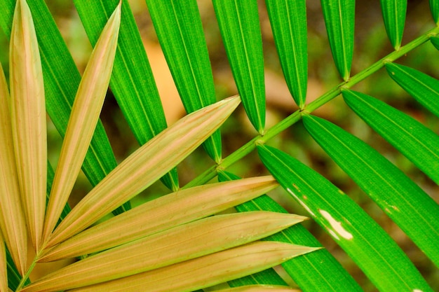 Palm kokos blad