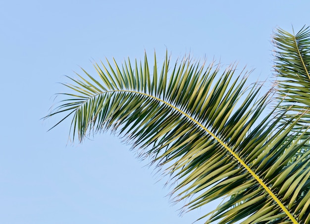 Palm leaf against blue sky with copy space