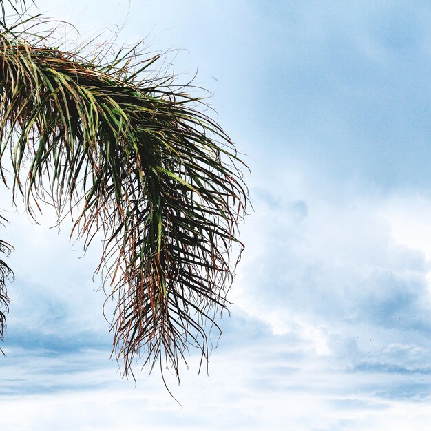 Фото Пальмовый лист на облачном небе