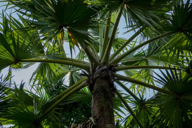 Пальмовый лист фон Borassus flabellifer, широко известный как двойная пальма, пальмира, пальма, тала или таль, пальма, тодди, пальма, вино, пальма или ледяное яблоко, произрастает в Южной и Юго-Восточной Азии.