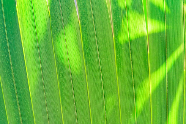 Palm leaf background. Sun rays on the leaves.