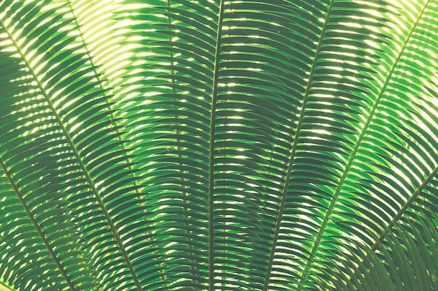 Photo palm leaf background