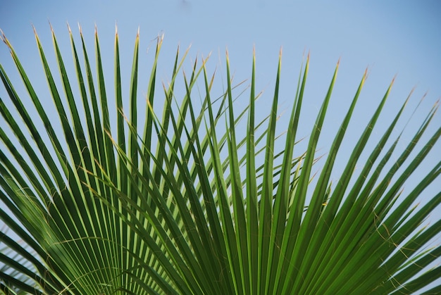 Пальмовый лист на пляже
