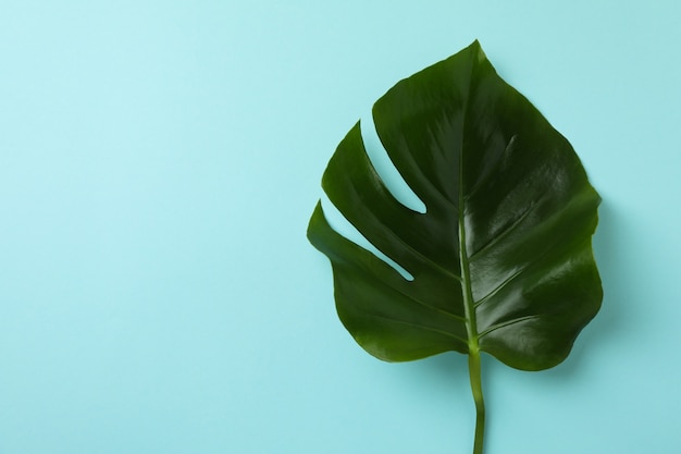 Palm leaf on blue isolated background, space for text