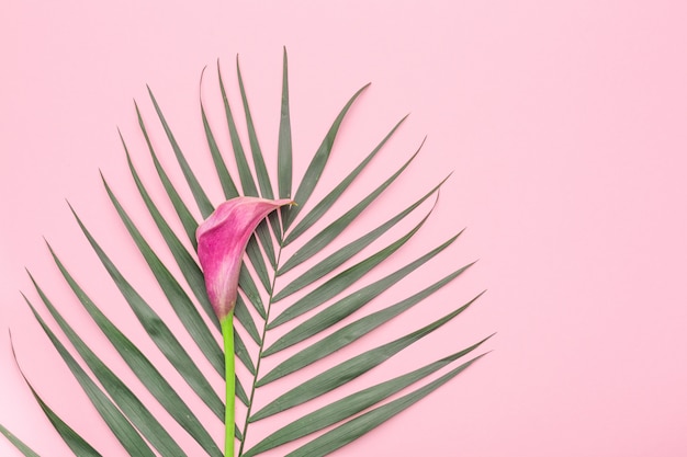 Palm leaf and calla lily on a pink pastel background