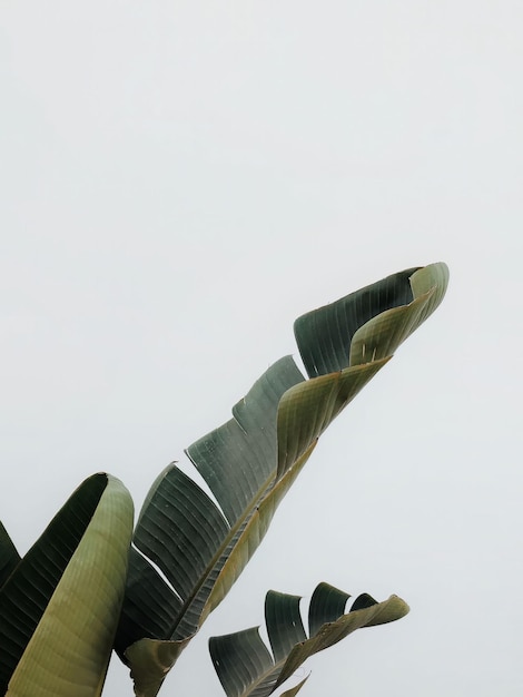 Photo palm leaf close up minimal background