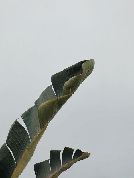 Palm leaf close up minimal background