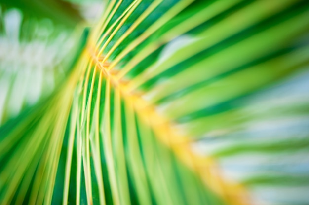 Palm leaf closeup, Dominican Republic, sunny beach en Punta Cana, palm trees, on the coast