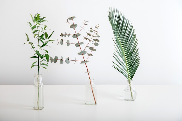 Palm leaf eucalyptus sprig of greenery in glass vases on white background. set of tropical plants