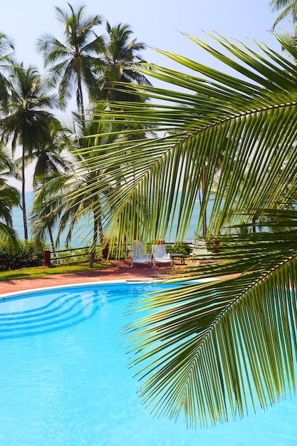 Palm leaf in front of swimming pool by sea