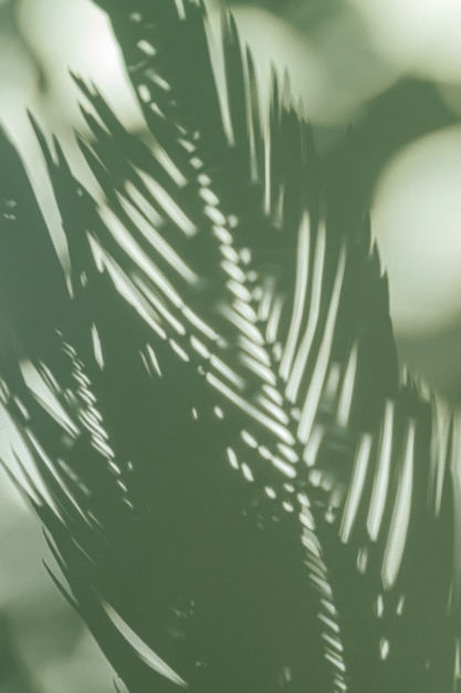 Palm leaf on a green surface with shadow