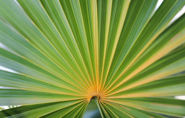 A palm leaf has a yellow stripe on it.