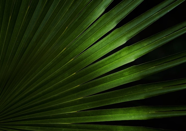 A palm leaf is seen against a black background.