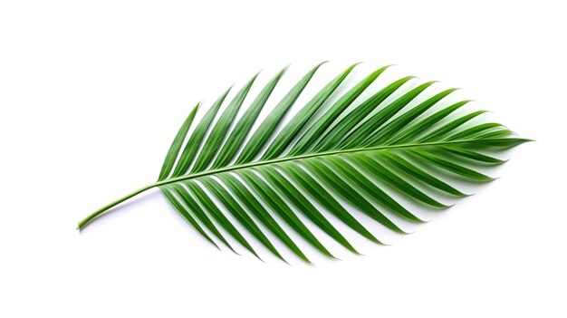 Palm leaf isolated on white background Generative ai