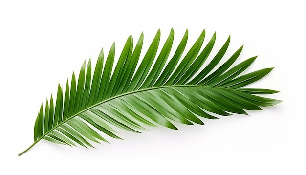 Palm Leaf Isolated on White Background