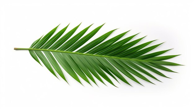 Photo palm leaf isolated on white background