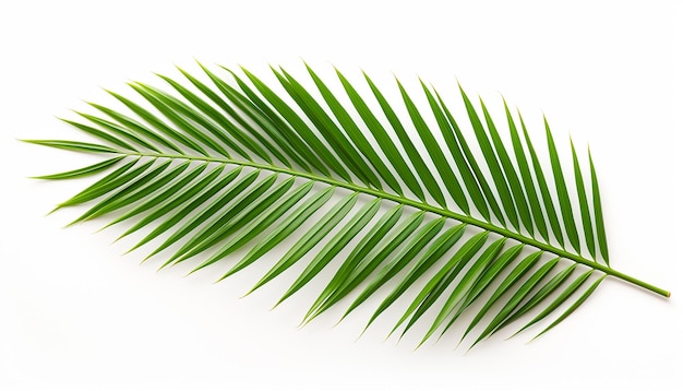 Photo palm leaf isolated on white background