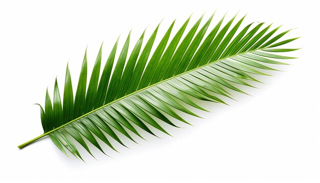 Palm Leaf Isolated on White Background