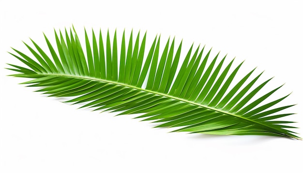 Palm Leaf Isolated on White Background