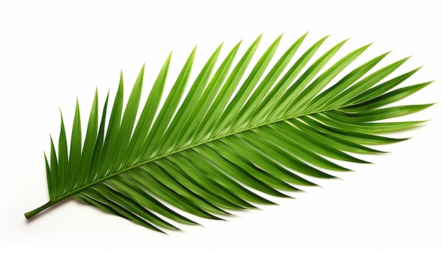 Palm Leaf Isolated on White Background