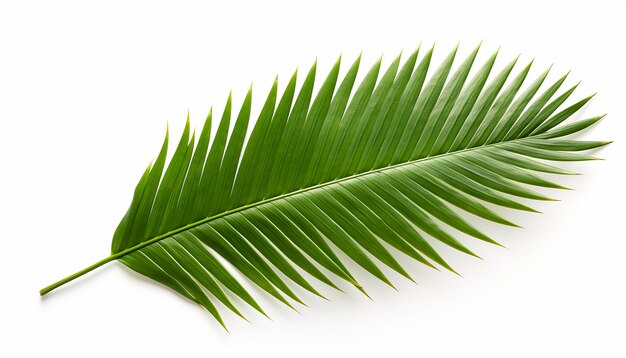 Photo palm leaf isolated on white background