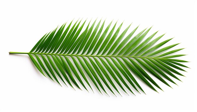 Palm Leaf Isolated on White Background