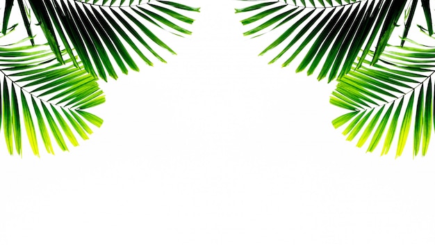 Palm leaf isolated on white background