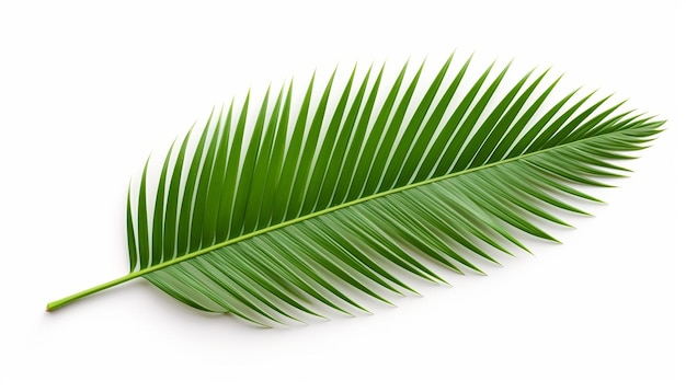 Palm Leaf Isolation