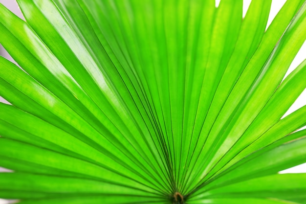 Palm  leaf (Livistona Rotundifolia palm), close up