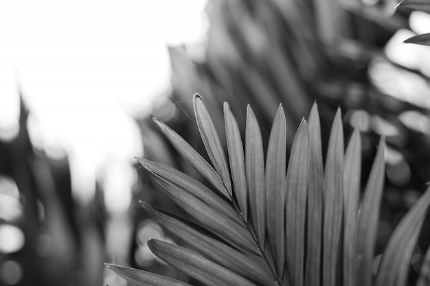 Palm leaf in the nature - monochrome