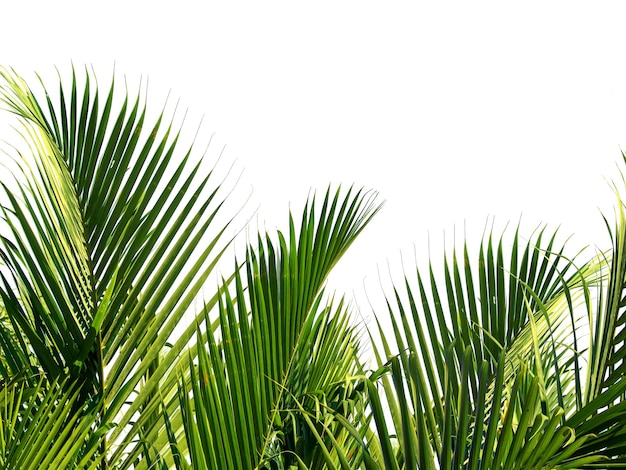 Рисунок пальмового листа внизу и вверху на белом фоне Зеленый кокосовый лист Природа фон Солнечный свет