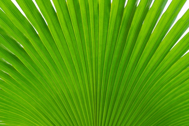 Palm leaf pattern.