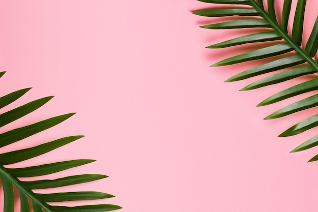 Palm leaf on a pink background