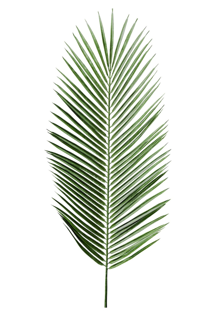 Photo palm leaf png sticker tropical cut out on transparent background