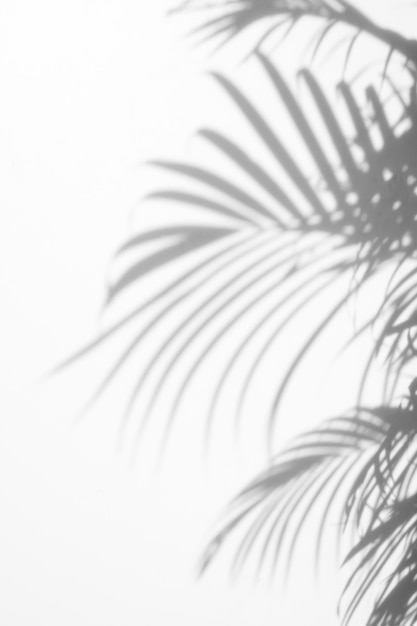 Palm Leaf Projection Background