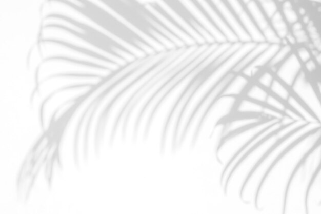 Palm Leaf Projection Background