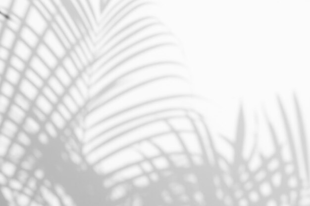Palm Leaf Projection Background