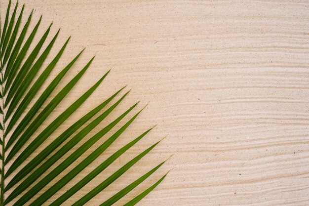 A palm leaf on a sand background