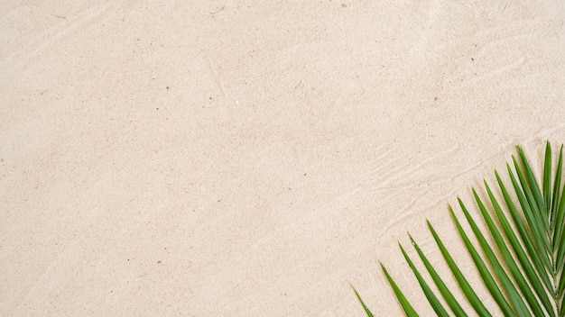 A palm leaf on a sand background