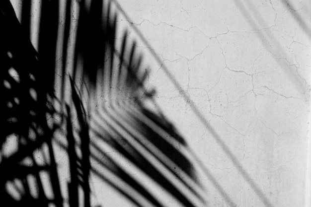 Palm leaf shadows on a white wall