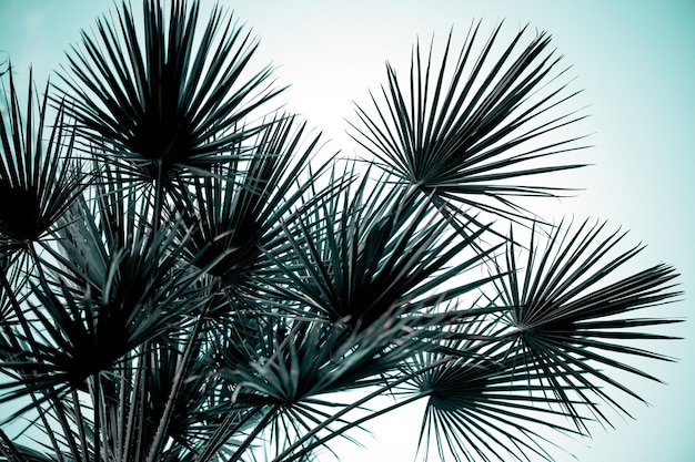 Palm leaf in silhouette Tropical palm tree wallpaper