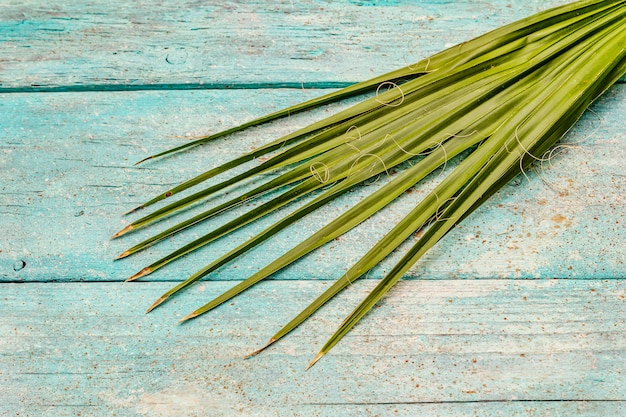 Palm leaf on a trendy turquoise wooden background