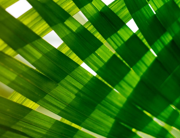 Palm leaf Tropical plants Nature green background