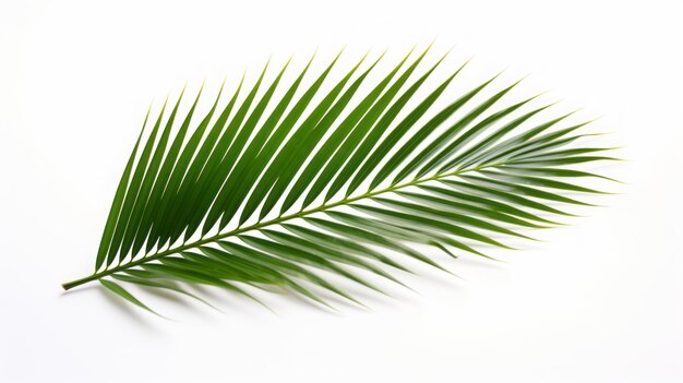 Palm leaf on white background isolated