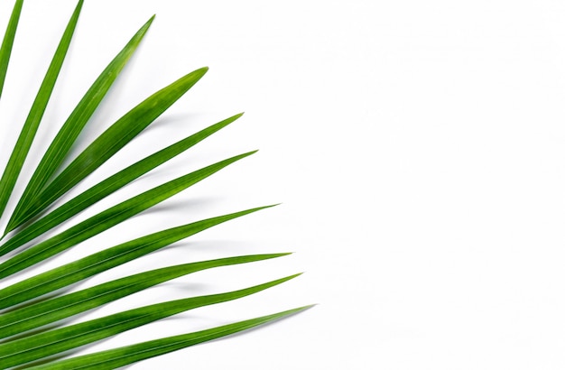 Foto foglia di palma su sfondo bianco