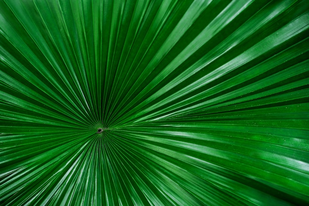 palm leaf with blurry background