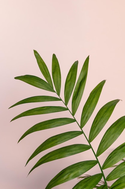 palm leaf with shadow on a pink background