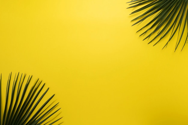 Palm leaf on a yellow background. top view, summer concept