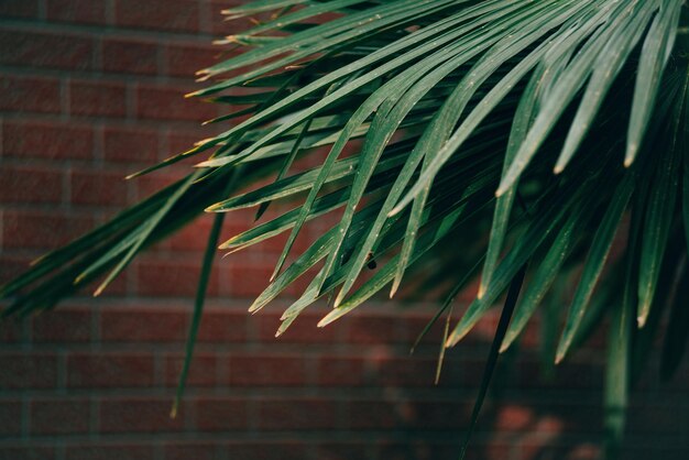 Palm leaf